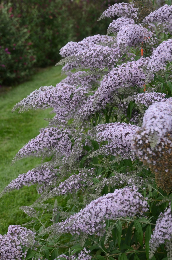 'Grand Cascade' Butterfly Bush - Buddleia from Milmont Greenhouses
