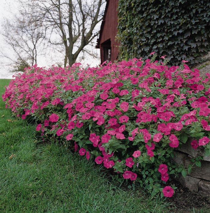 Tidal Wave® 'Hot Pink' - Petunia from Milmont Greenhouses Tidal Wave® 'Hot Pink' - Petunia from Milmont Greenhouses