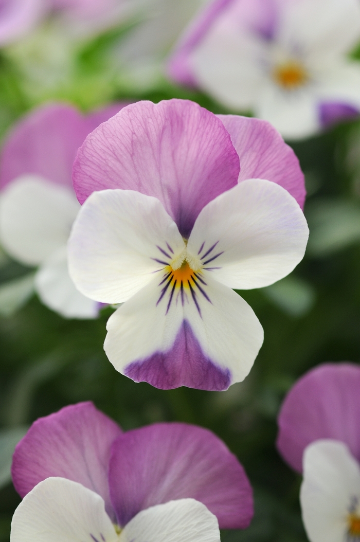 Sorbet® 'Pink Wing' - Viola cornuta from Milmont Greenhouses