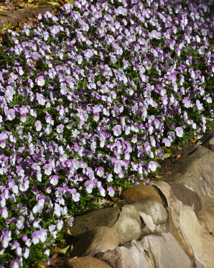 Sorbet® 'Rose Wing' - Viola cornuta from Milmont Greenhouses