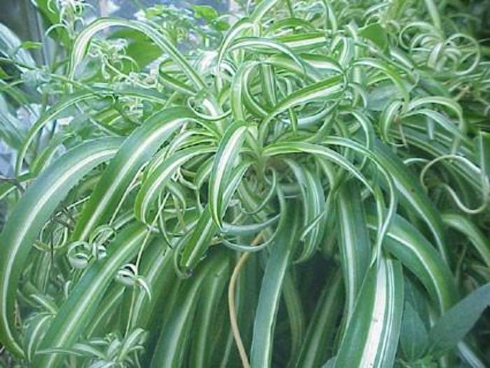 'Bonnie' Curly Spiderplant - Chlorophytum comosum from Milmont Greenhouses