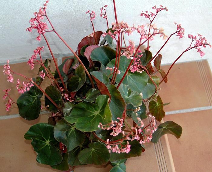 Beefsteak Begonia - Begonia erythrophlla from Milmont Greenhouses Beefsteak Begonia - Begonia erythrophlla from Milmont Greenhouses