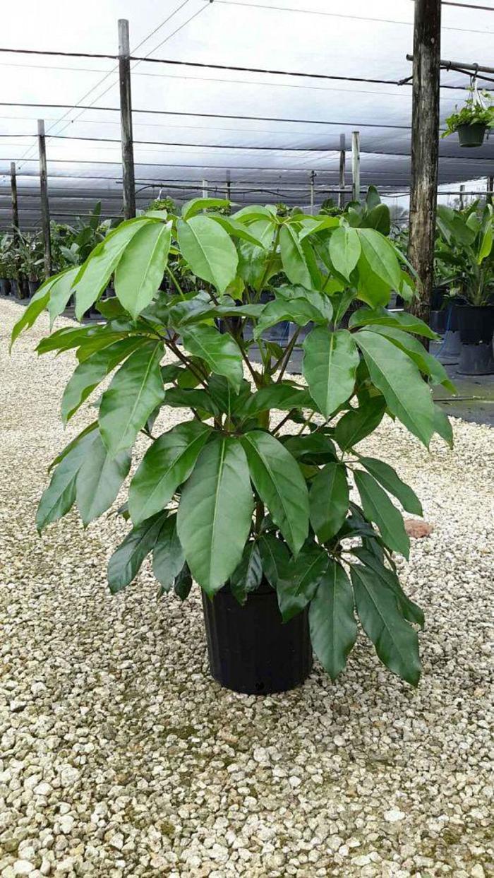 'Amate' - Schefflera actinophylla from Milmont Greenhouses