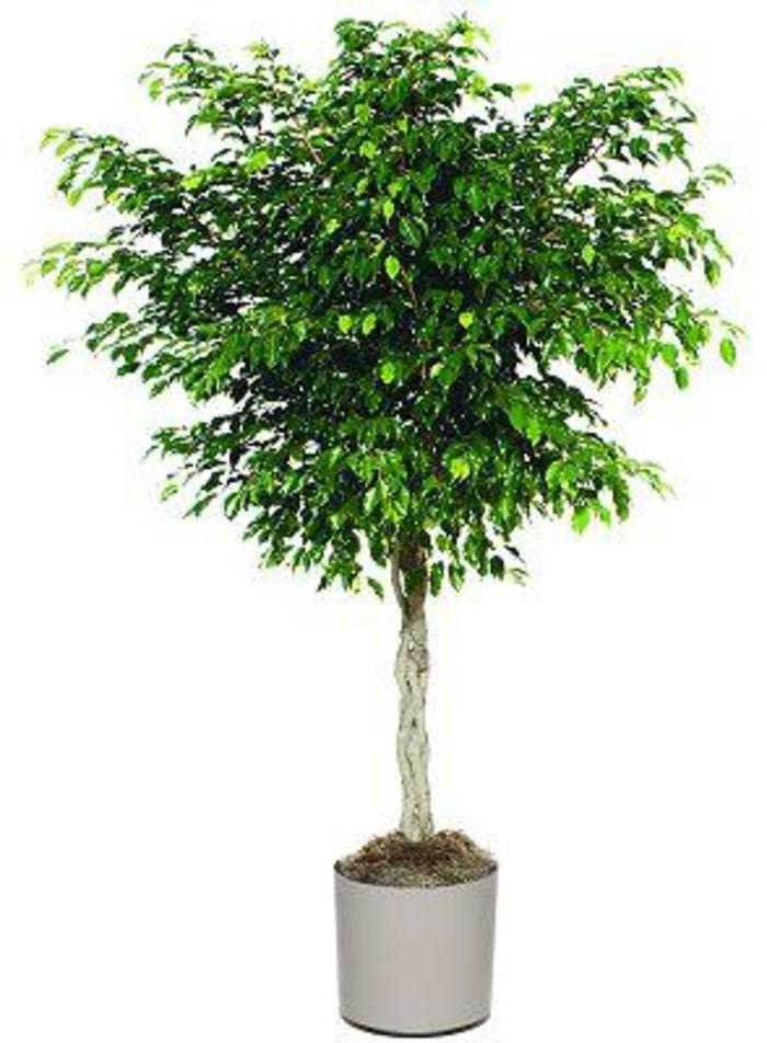 'Midnight' Weeping Fig - Ficus benjamina from Milmont Greenhouses