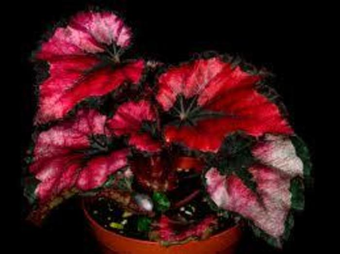 'Red Kiss' - Begonia rex-cultorum (Rex Begonia) from Milmont Greenhouses