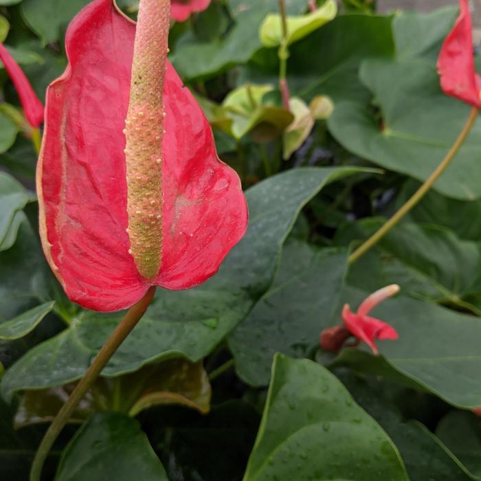 Assorted Anthurium - Anthurium (Assorted Anthurium) from Milmont Greenhouses