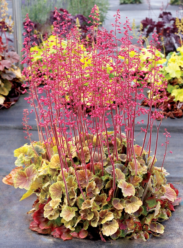 Northern Exposure&trade; 'Sienna' - Heuchera (Coral Bells) from Milmont Greenhouses
