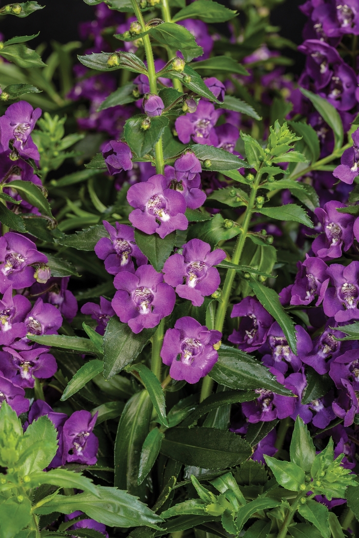 Angelface® 'Super Blue' - Angelonia (Summer Snapdragon) from Milmont Greenhouses Angelface® 'Super Blue' - Angelonia (Summer Snapdragon) from Milmont Greenhouses