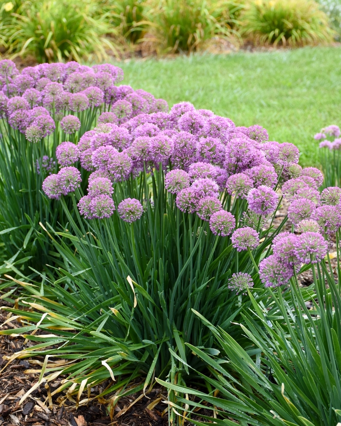'Serendipity' Ornamental Onion - Allium from Milmont Greenhouses