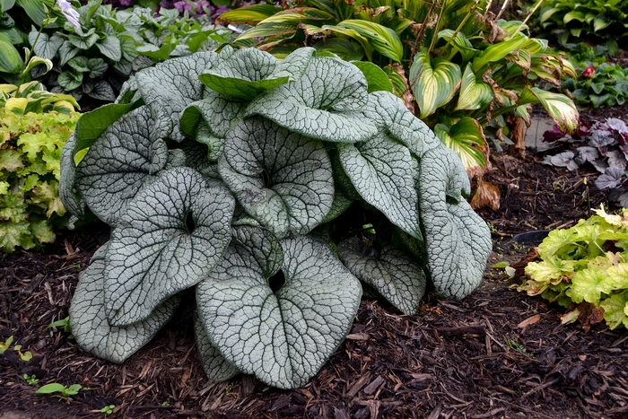 'Queen of Hearts' Heartleaf Brunnera - Brunnera macrophylla from Milmont Greenhouses