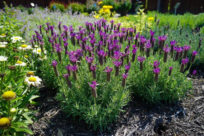 'Primavera' Spanish Lavender - Lavandula stoechas from Milmont Greenhouses 'Primavera' Spanish Lavender - Lavandula stoechas from Milmont Greenhouses