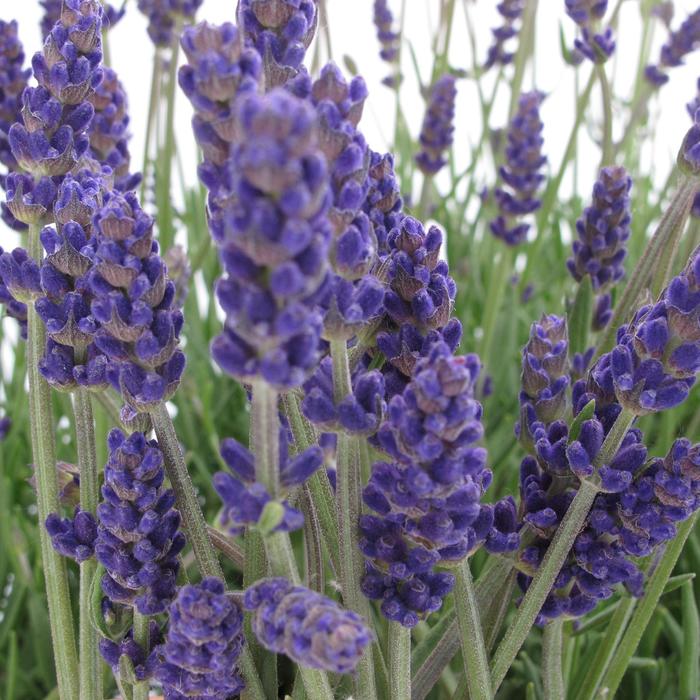 'Annet' Lavender - Lavandula angustifolia from Milmont Greenhouses