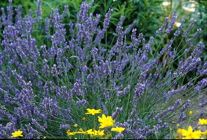 Grosso Lavender - Lavandula x intermedia 'Grosso' (Lavender) from Milmont Greenhouses