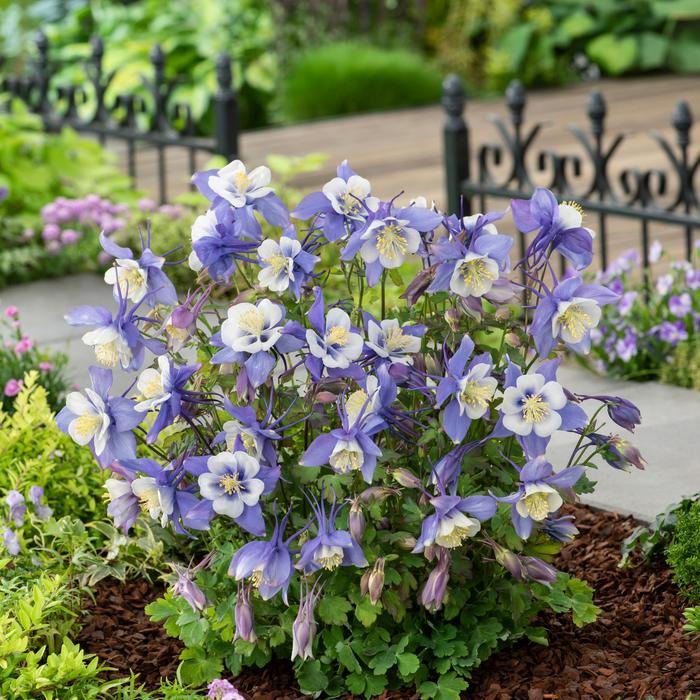 Earlybird&trade; Blue White - Aquilegia caerulea (Columbine) from Milmont Greenhouses