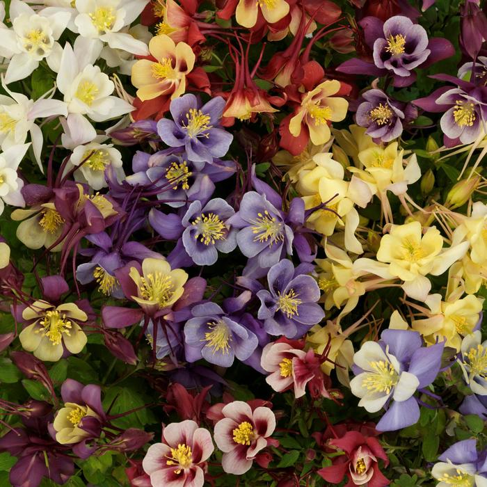 Earlybird&trade; Mix - Aquilegia caerulea (Columbine) from Milmont Greenhouses