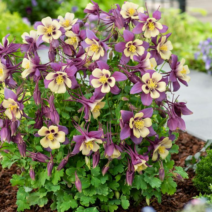 Earlybird&trade; Purple Yellow - Aquilegia caerulea (Columbine) from Milmont Greenhouses