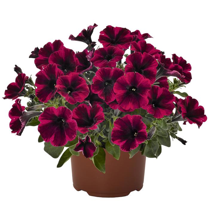 Sweetunia&reg; 'Suzie Storm' - Petunia from Milmont Greenhouses
