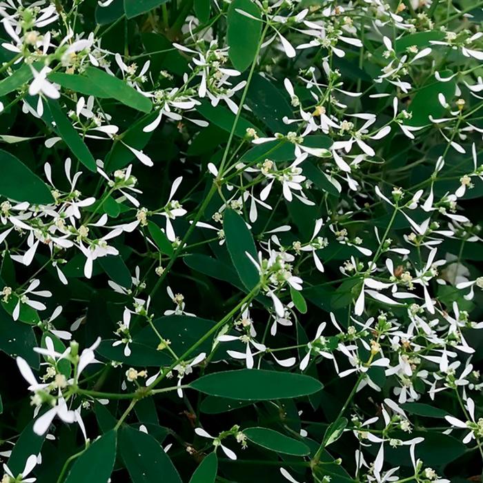 Euphoric™ White Imp. - Euphorbia hypericifolia (Spurge) from Milmont Greenhouses