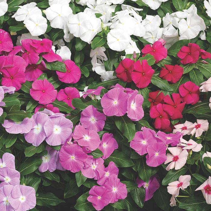 Cora&reg; XDR 'Mix' - Catharanthus roseus (Vinca) from Milmont Greenhouses