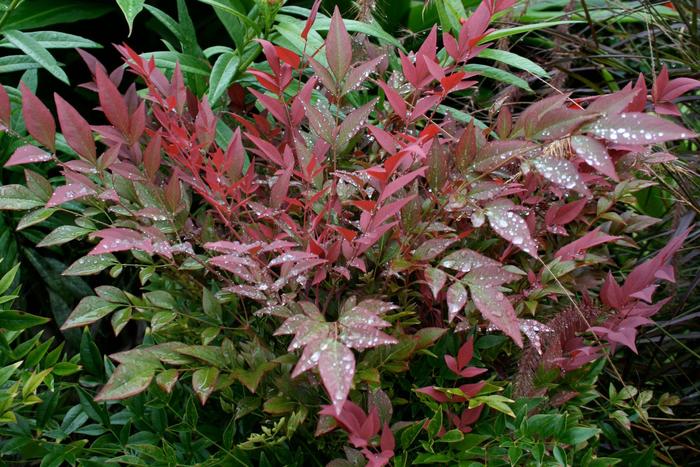 Obsession™ - Nandina domestica from Milmont Greenhouses Obsession™ - Nandina domestica from Milmont Greenhouses