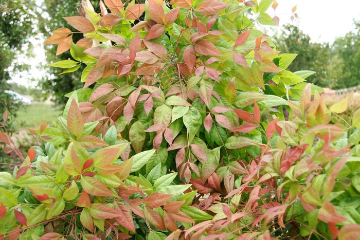 'Blush Pink&trade;' Heavenly Bamboo - Nandina domestica from Milmont Greenhouses