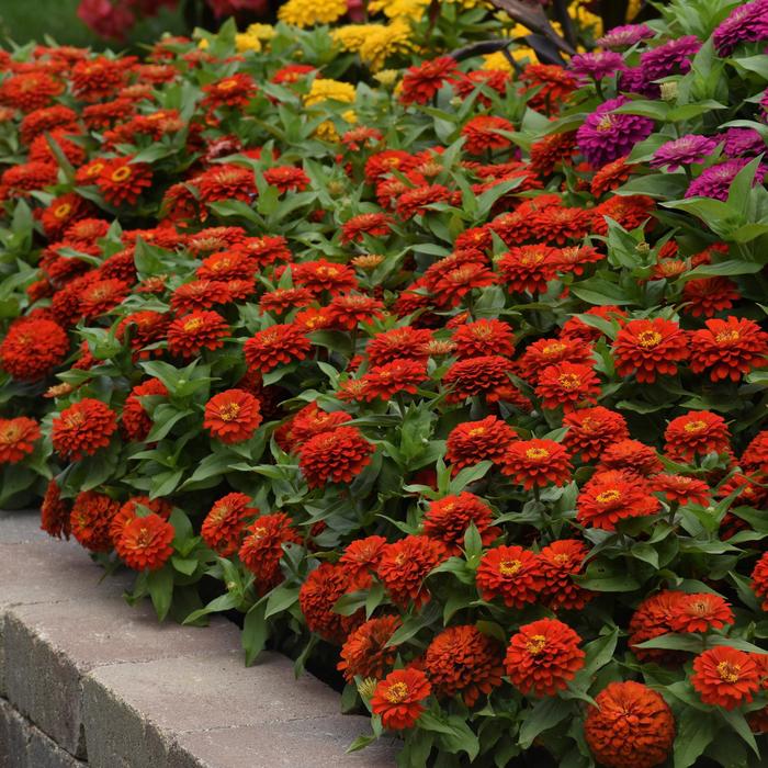 Zesty&trade; Scarlet - Zinnia elegans from Milmont Greenhouses