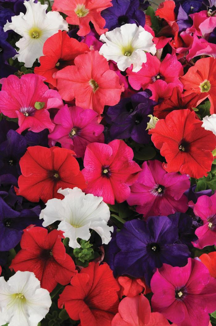Pretty Grand&trade; 'Mix' - Petunia from Milmont Greenhouses