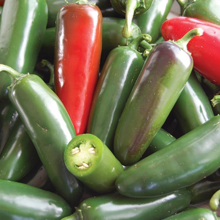 'Mucho Nacho' Pepper - Capsicum annuum from Milmont Greenhouses