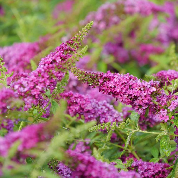 Lo & Behold Ruby Chip® - Buddleia (Butterfly Bush) from Milmont Greenhouses