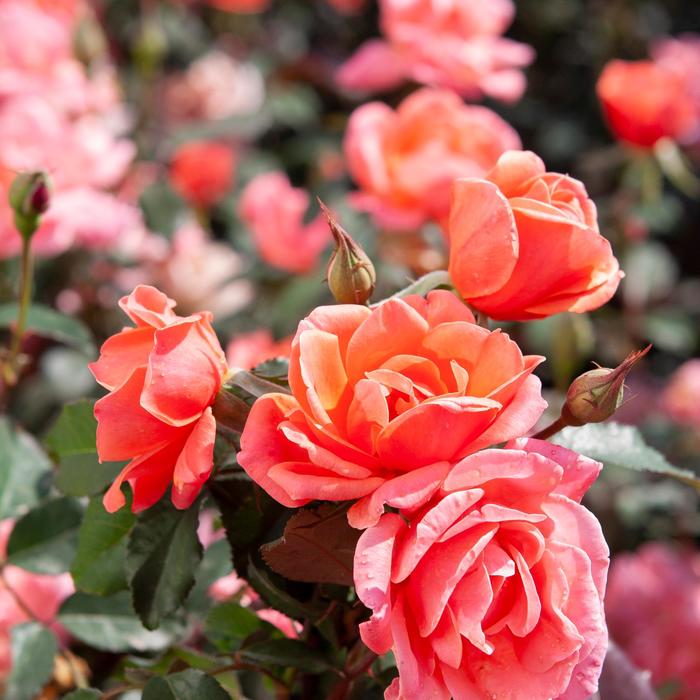 Knock Out&reg; Coral - Rosa (Rose) from Milmont Greenhouses