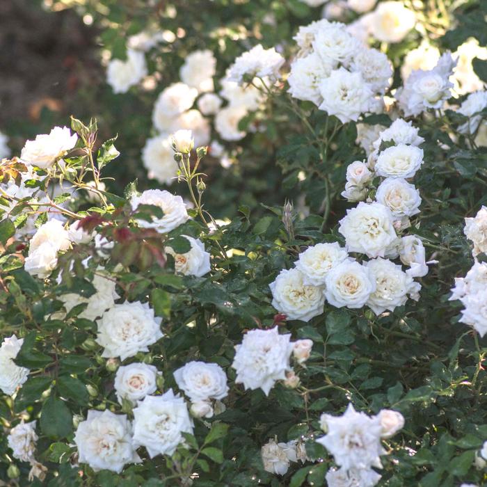'White Drift&reg;' Rose - Rosa from Milmont Greenhouses