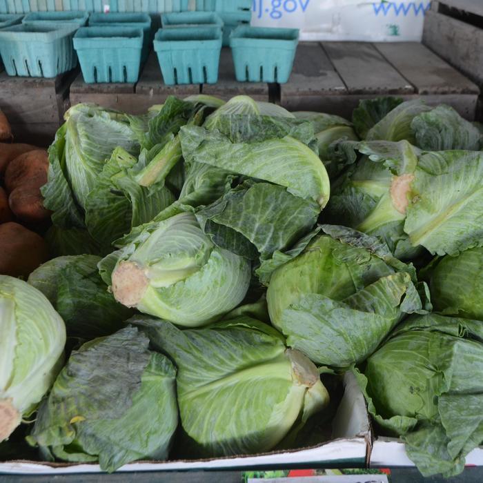 Brussels Sprouts - Brassica oleracea var. gemmifera from Milmont Greenhouses
