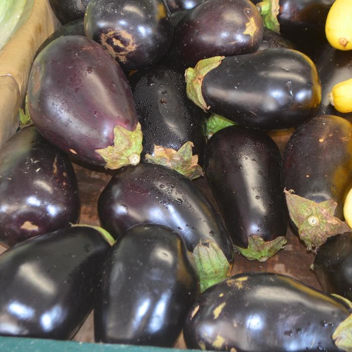 Eggplant - Solanum melongena from Milmont Greenhouses