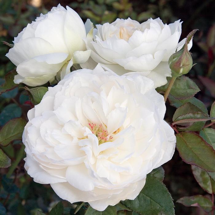 'Bolero&trade;' - Rosa (Garden Rose) from Milmont Greenhouses