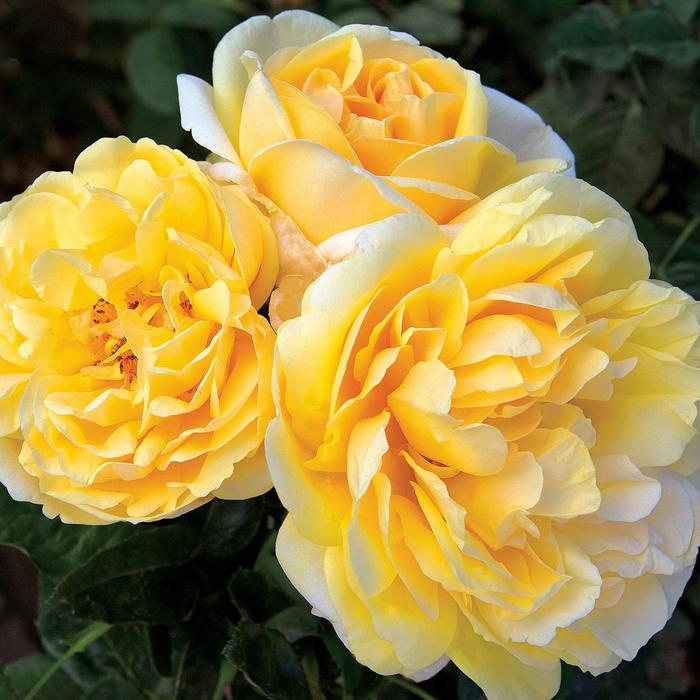 Michelangelo&trade; Hybrid Tea Rose - Rosa from Milmont Greenhouses