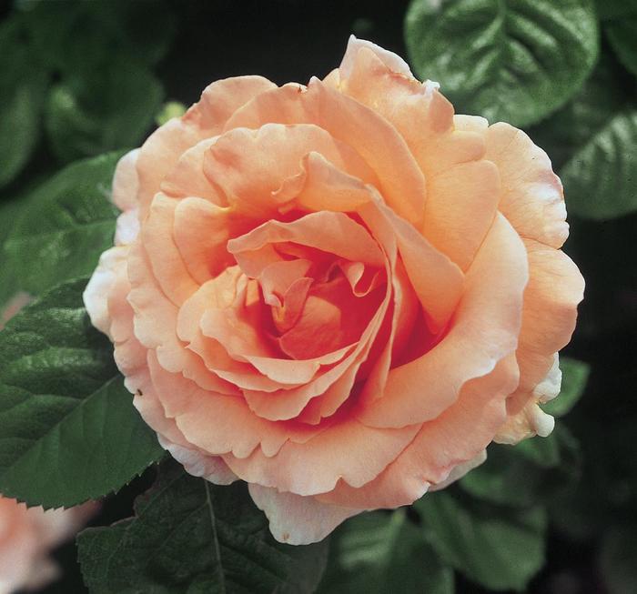 'Polka™' Climbing Rose - Rosa from Milmont Greenhouses