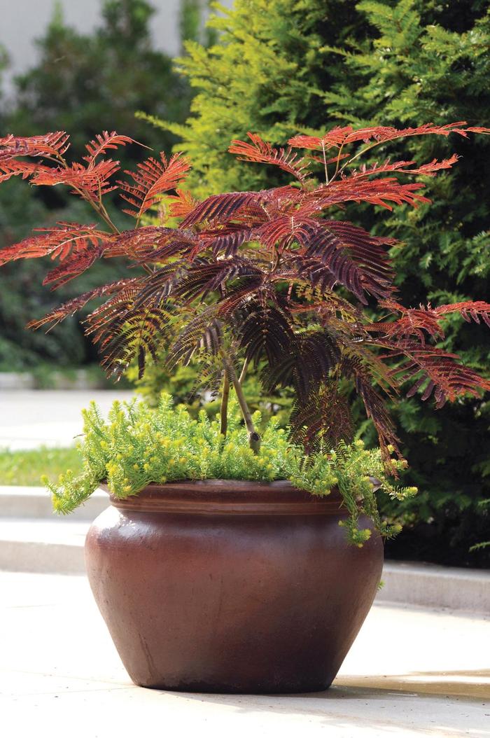 'Summer Chocolate' Mimosa - Albizia julibrissin from Milmont Greenhouses