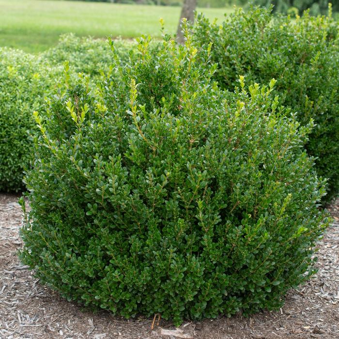 'Little Missy' Boxwood - Buxus microphylla from Milmont Greenhouses