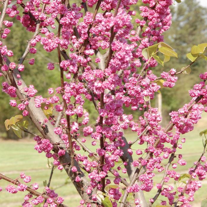'Pink Pom Poms' Eastern Redbud - Cercis canadensis from Milmont Greenhouses
