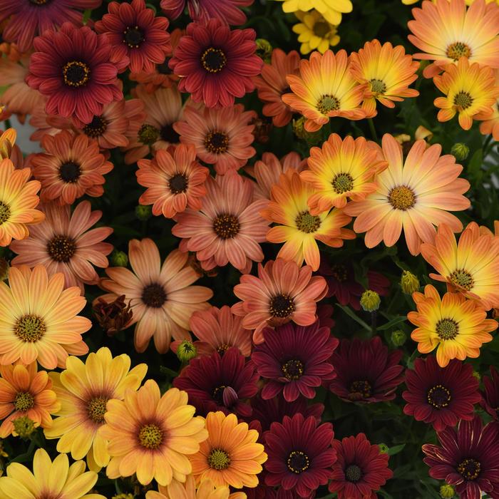 Akila® 'Sunset Shades' - Osteospermum ecklonis from Milmont Greenhouses