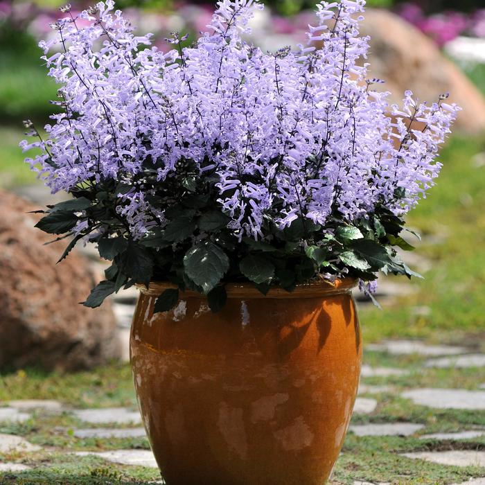 Plectranthus 'Mona Lavender' (Plectranthus) | Mona Lavender ...