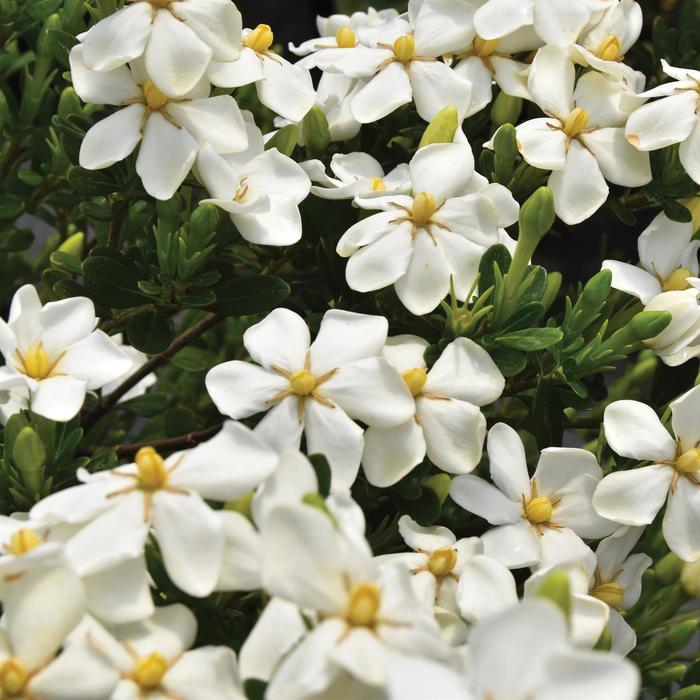 Snow Girl™ - Gardenia jasminoides from Milmont Greenhouses Snow Girl™ - Gardenia jasminoides from Milmont Greenhouses