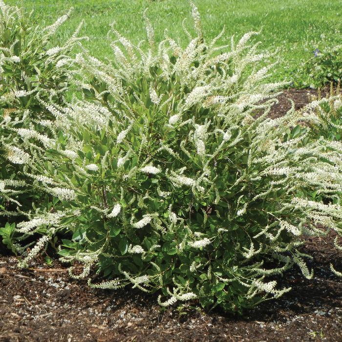 'Summer Sparkler (Einstein)' Summersweet - Clethra from Milmont Greenhouses