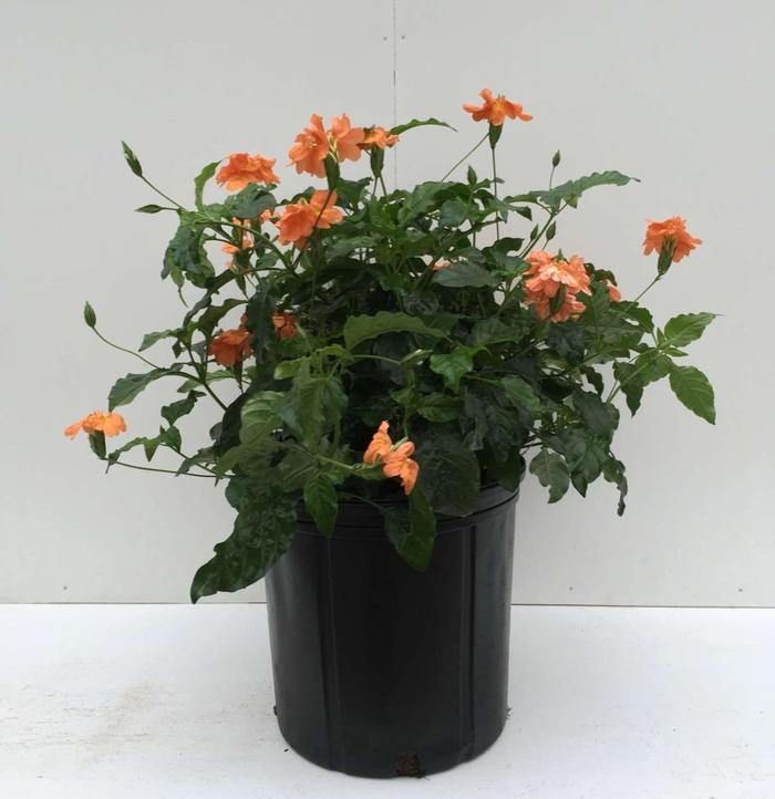 'Orange Marmalade' Firecracker Flower - Crossandra infundibuliformis from Milmont Greenhouses