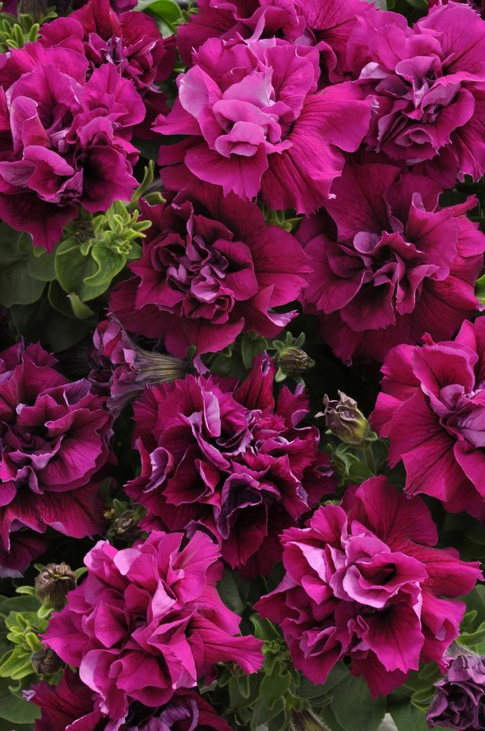 Double Madness&trade; 'Burgundy' - Petunia from Milmont Greenhouses