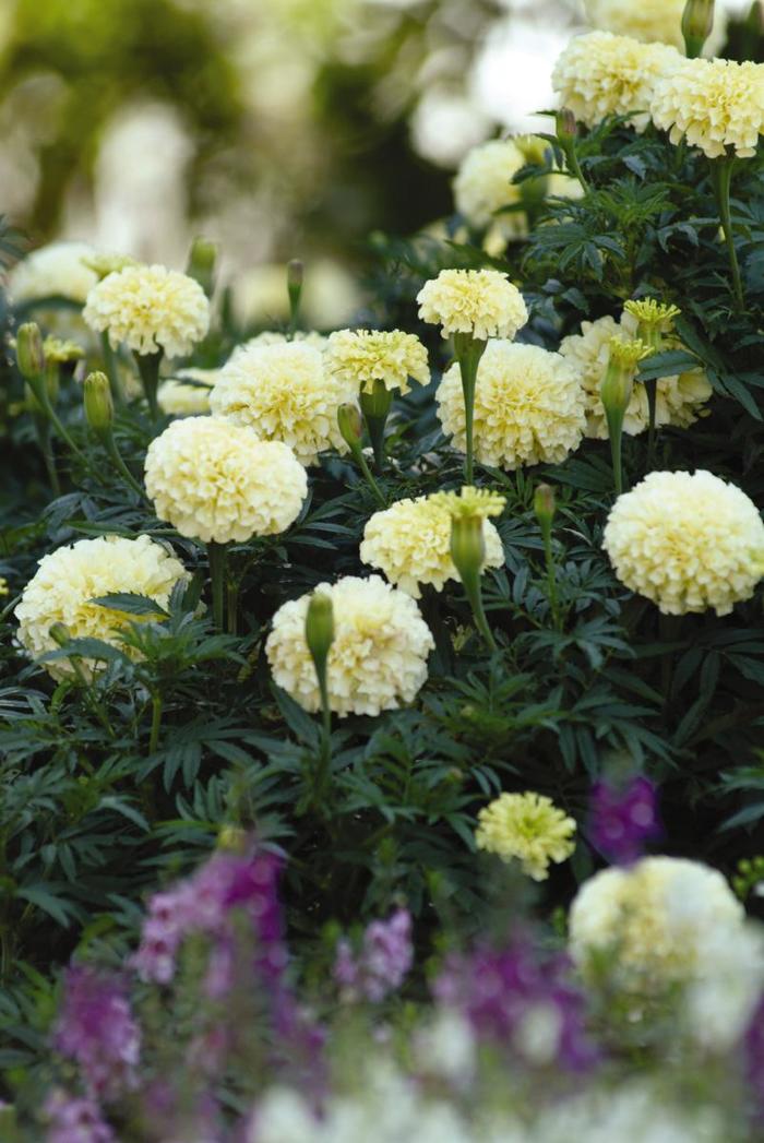 'Vanilla' African Marigold - Tagetes erecta from Milmont Greenhouses