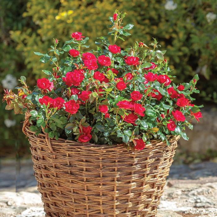 Knock Out&reg; Petite - Rosa 'Radral' from Milmont Greenhouses
