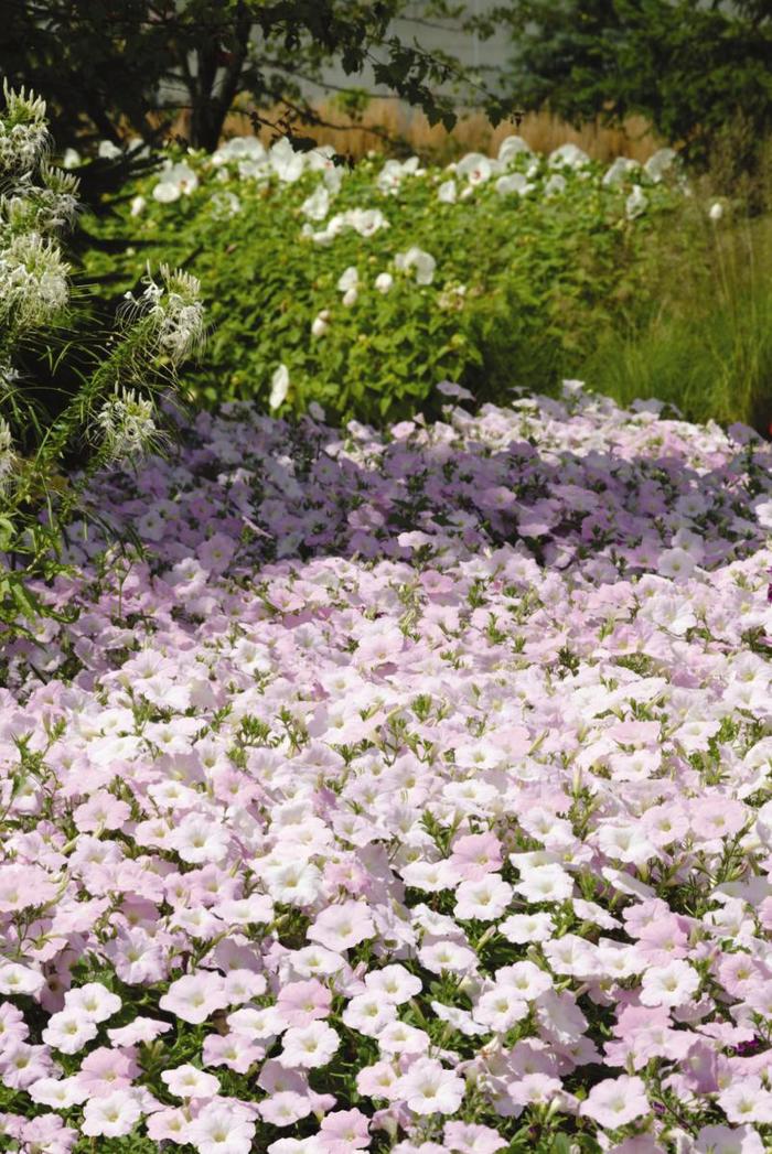 Wave® 'Misty Lilac' - Petunia from Milmont Greenhouses