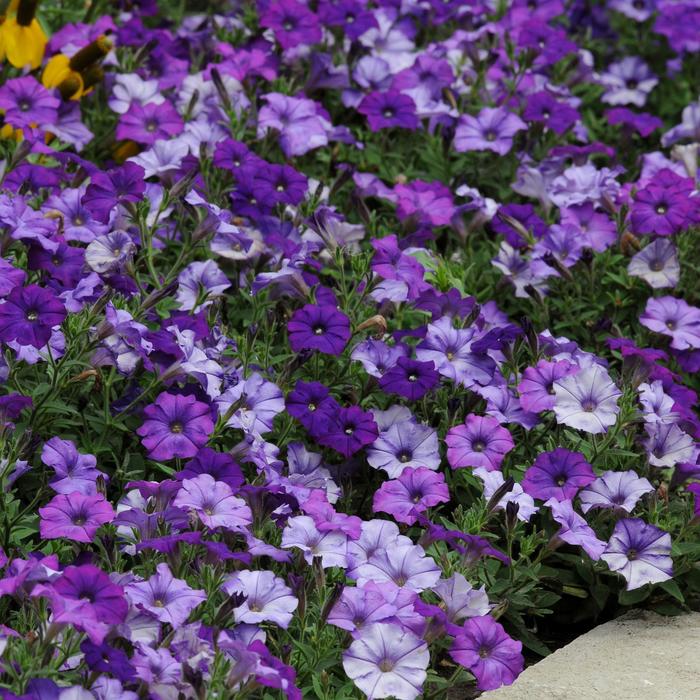 Shock Wave™ 'Denim' - Petunia from Milmont Greenhouses Shock Wave™ 'Denim' - Petunia from Milmont Greenhouses