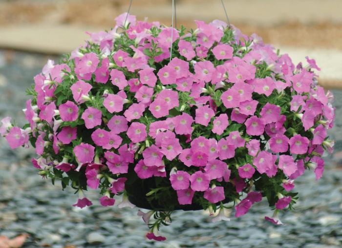 Shock Wave&trade; 'Pink Shade' - Petunia from Milmont Greenhouses